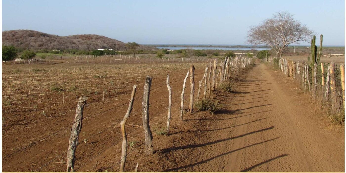 Camino y vegetación