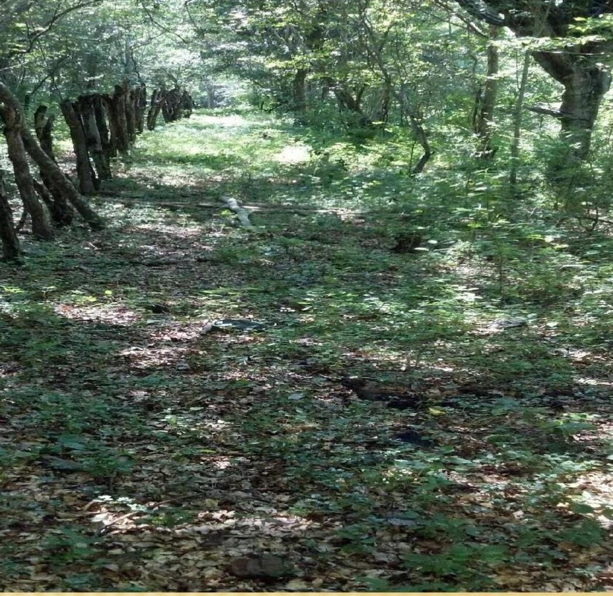 Bosque alto, vegetación nativa