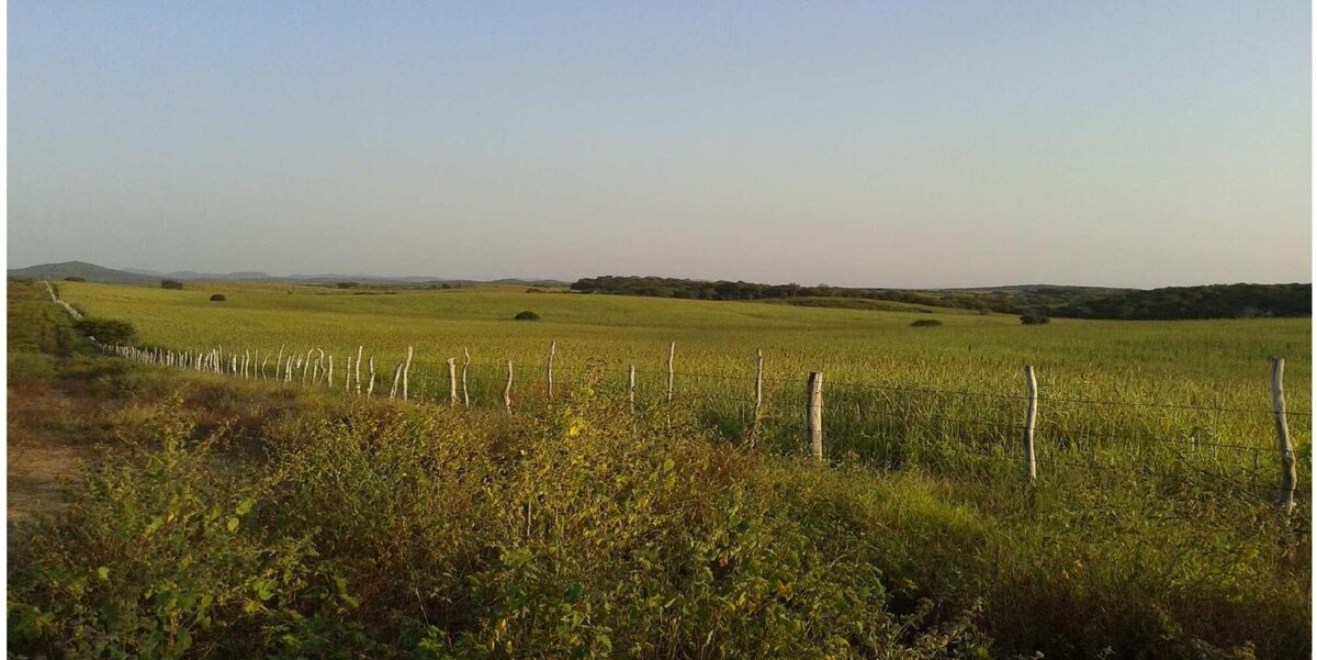 Terreno desmontado, listo para desarrollo